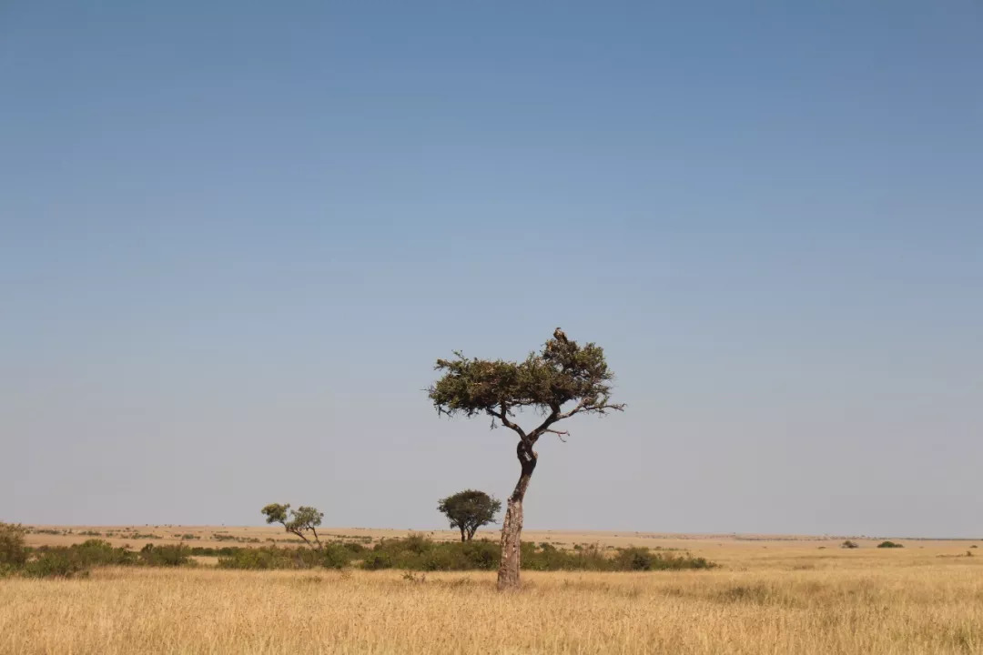 肯尼亚│我没有错过非洲，错过动物大迁徙