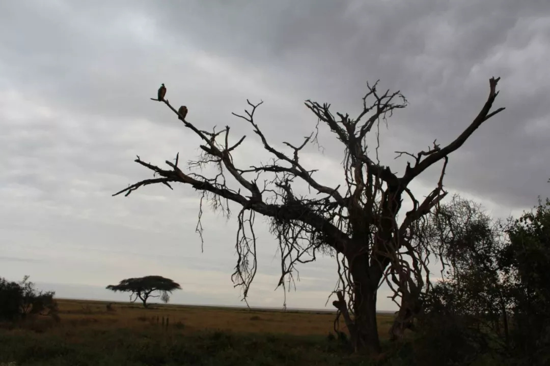 肯尼亚│我没有错过非洲，错过动物大迁徙