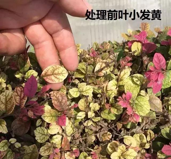 红花檵木花蔫了怎么补救,红花檵木叶子有锈斑怎么处理