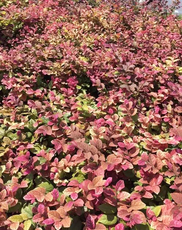 红花檵木花蔫了怎么补救,红花檵木叶子有锈斑怎么处理