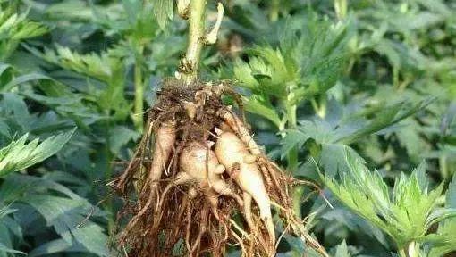 万通筋骨片是假药吗,万通筋骨片副作用有哪些