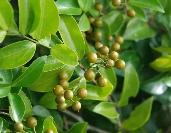 万通筋骨片是假药吗,万通筋骨片副作用有哪些