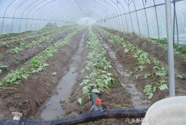 草莓用滴灌好还是微喷好,草莓微喷滴灌设备铺设