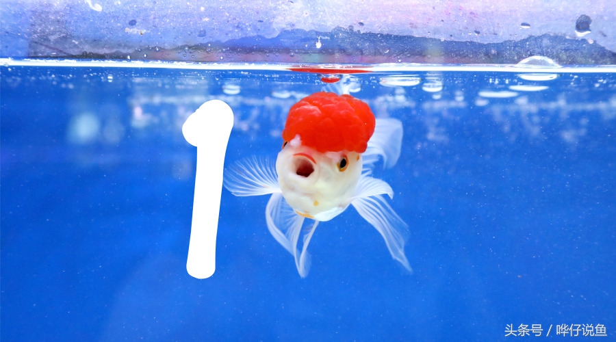 观赏鱼喂鱼的方法一天几次,养金鱼的1357原则