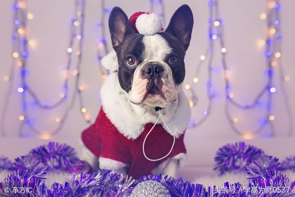 优秀作文小动物200字左右,关于小动物的小学作文4篇