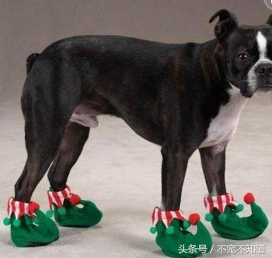 狗狗遛完回来怎么擦爪干净,遛完狗特别脏怎么办