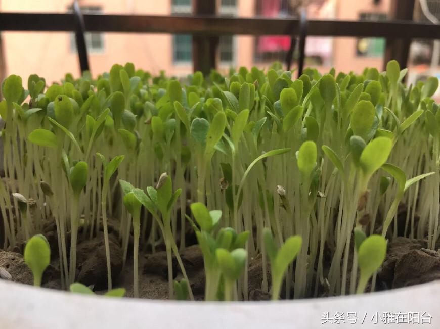 阳台种菜的小妙招视频教程,阳台养多肉怎么预防徒长