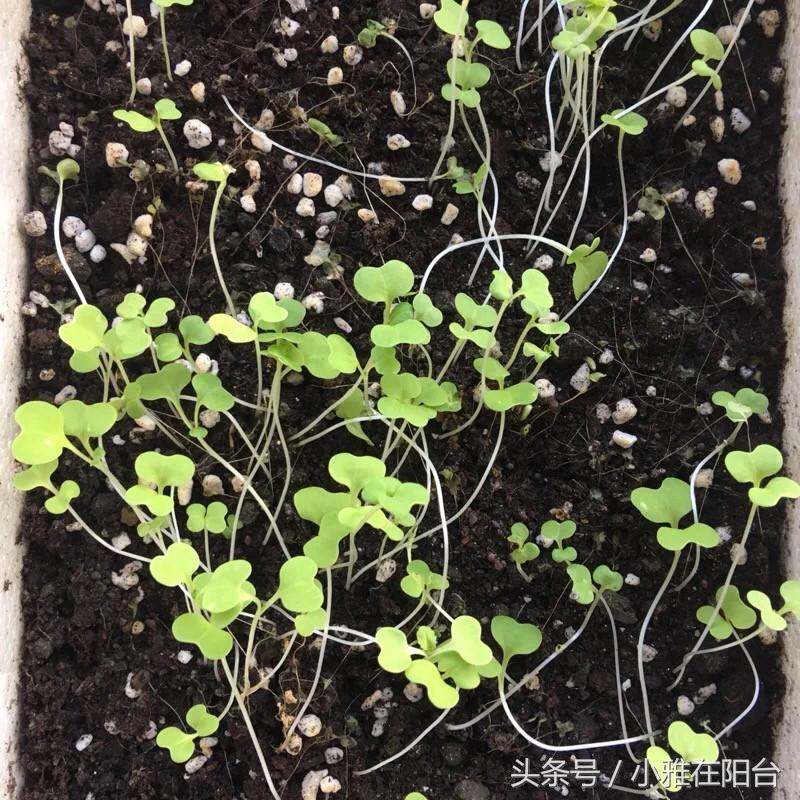 阳台种菜的小妙招视频教程,阳台养多肉怎么预防徒长