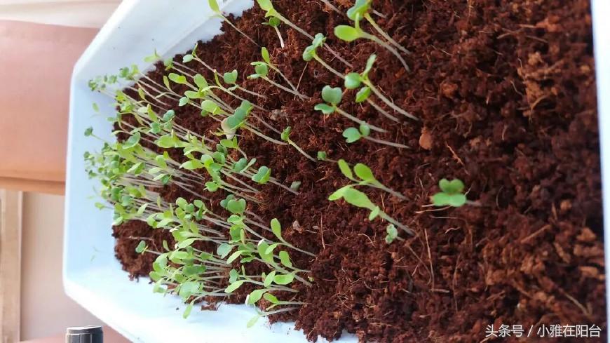 阳台种菜的小妙招视频教程,阳台养多肉怎么预防徒长
