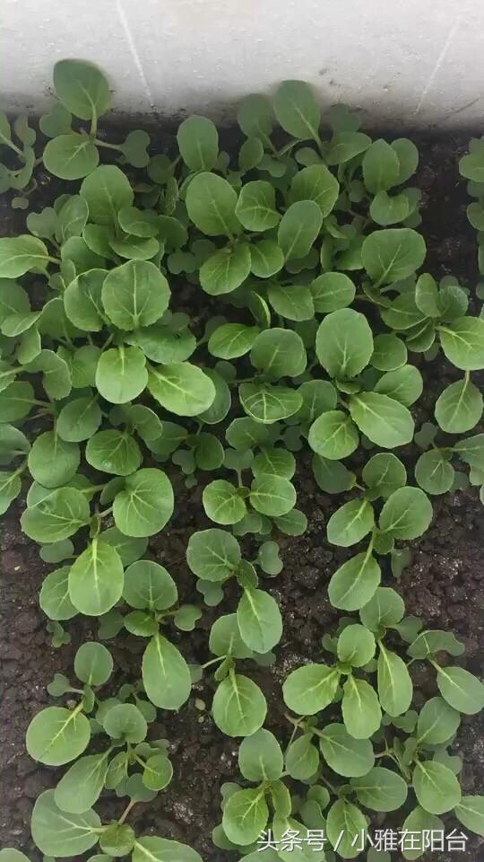 阳台种菜的小妙招视频教程,阳台养多肉怎么预防徒长