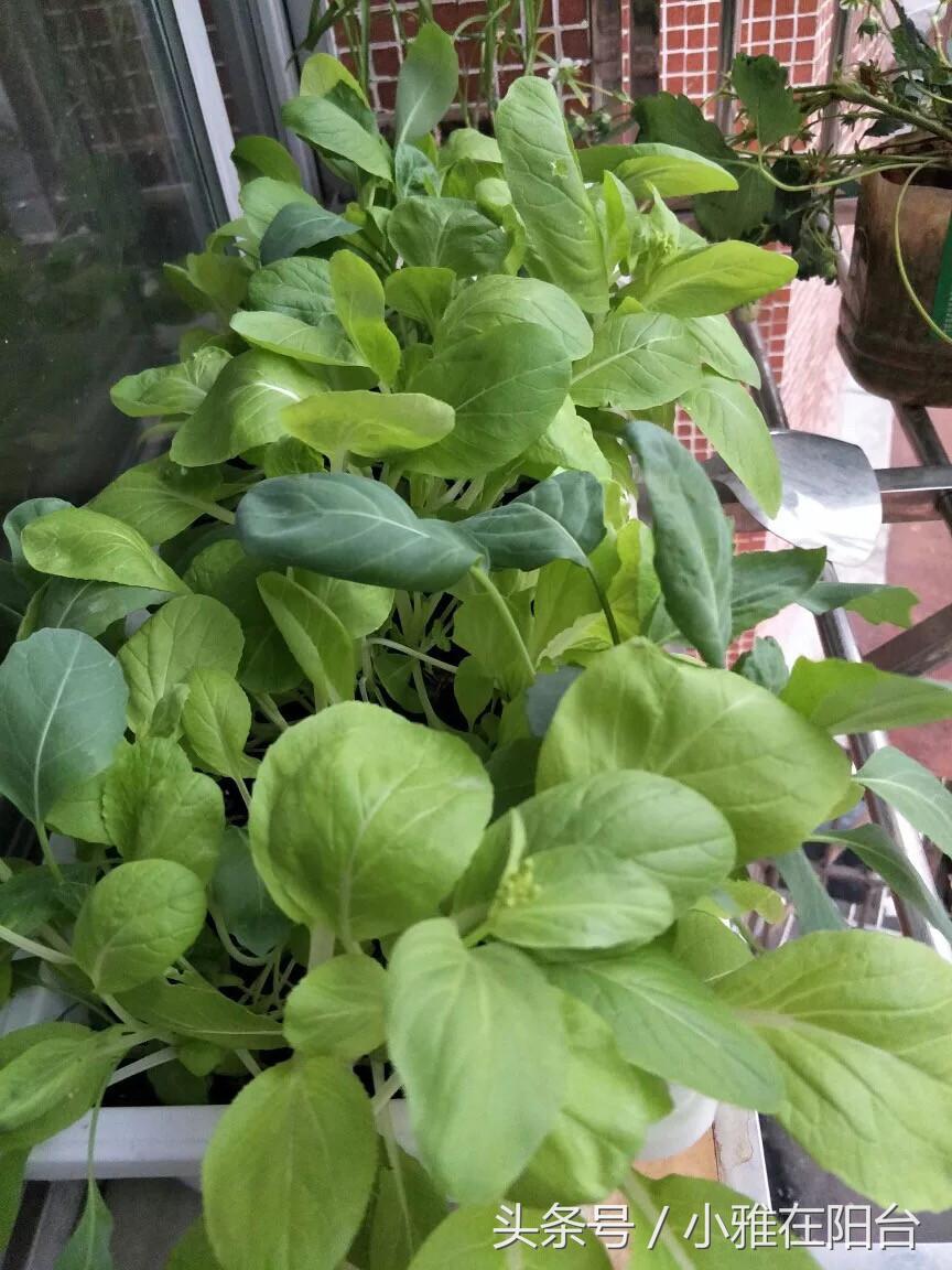 阳台种菜的小妙招视频教程,阳台养多肉怎么预防徒长