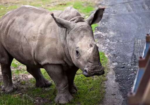 世界上最稀有黄金,世界最珍贵的黄金排名