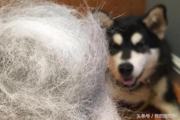 阿拉斯加的缺点你能接受吗,阿拉斯加犬狼版的缺点