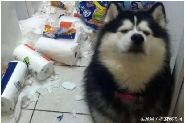 阿拉斯加的缺点你能接受吗,阿拉斯加犬狼版的缺点