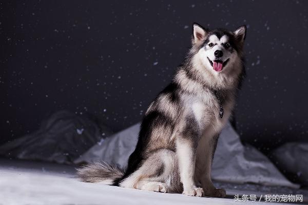 阿拉斯加的缺点你能接受吗,阿拉斯加犬狼版的缺点