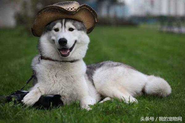 阿拉斯加的缺点你能接受吗,阿拉斯加犬狼版的缺点