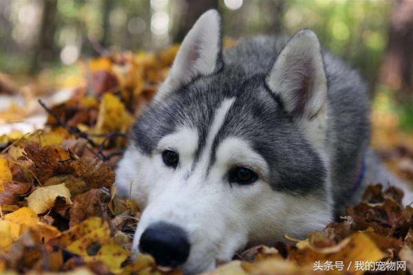 阿拉斯加的缺点你能接受吗,阿拉斯加犬狼版的缺点