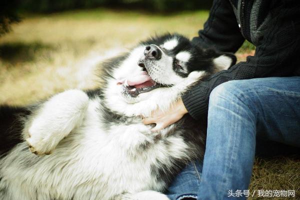 阿拉斯加的缺点你能接受吗,阿拉斯加犬狼版的缺点
