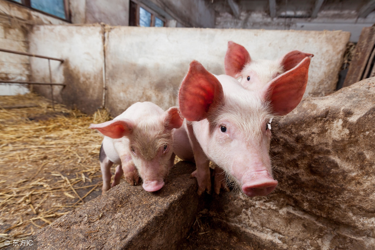 母猪保健预防用药方案推荐,母猪保健药添加时间及用量