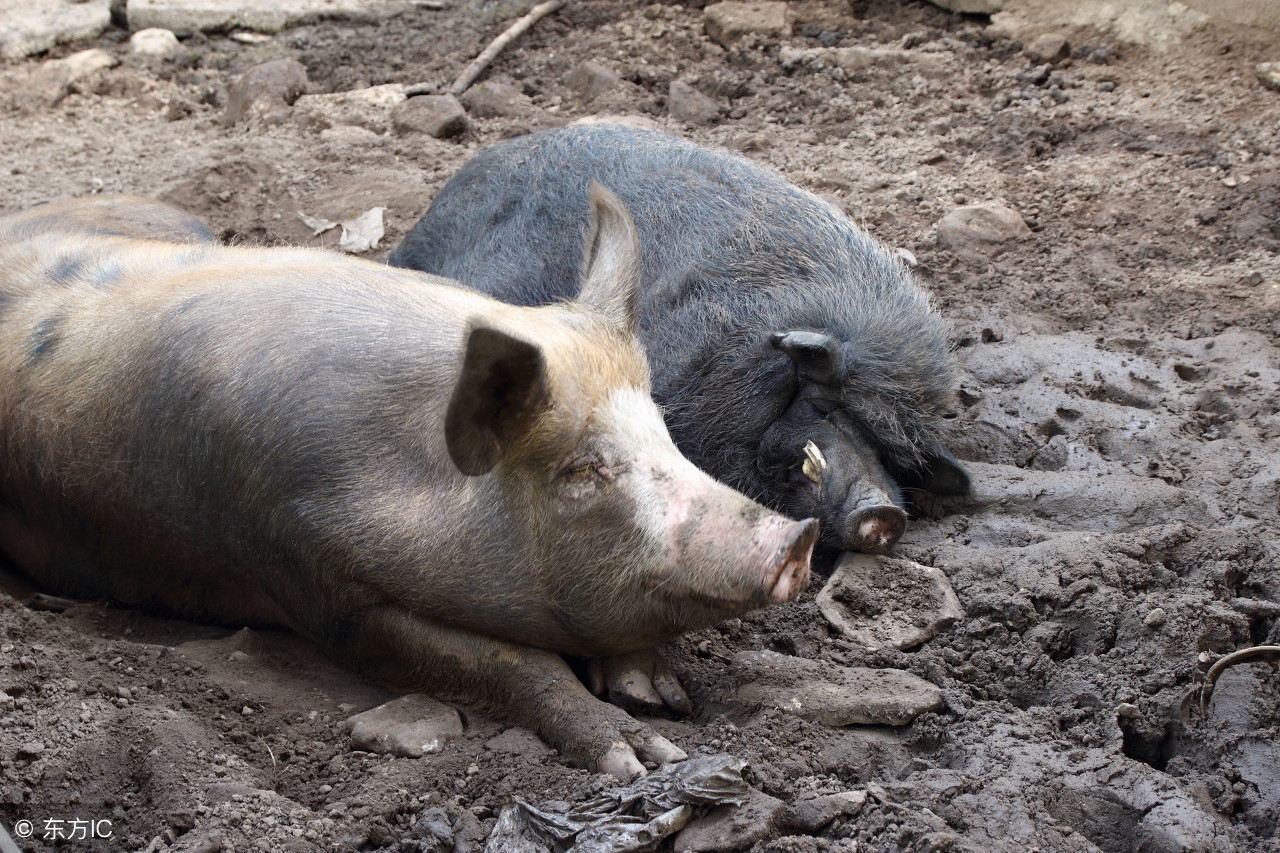 母猪保健预防用药方案推荐,母猪保健药添加时间及用量