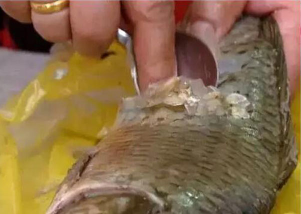 刮鱼鳞小妙招大全,鱼鳞不好刮怎么办
