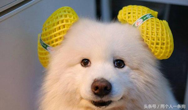 三个月萨摩耶怎么清理耳朵,三个半月的萨摩耶怎么养