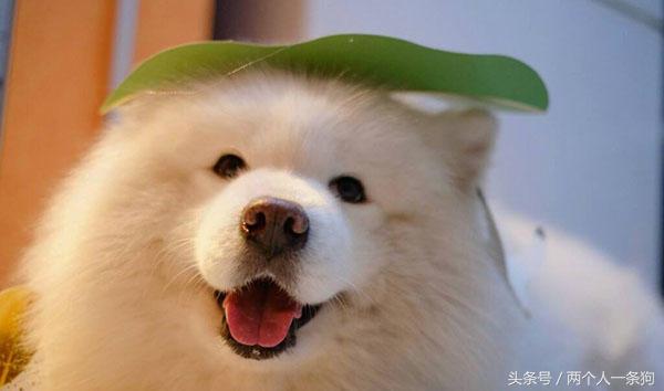 三个月萨摩耶怎么清理耳朵,三个半月的萨摩耶怎么养