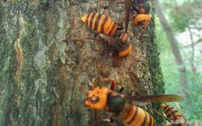 虎头蜂的危害有多大,大毒蜂vs虎头蜂