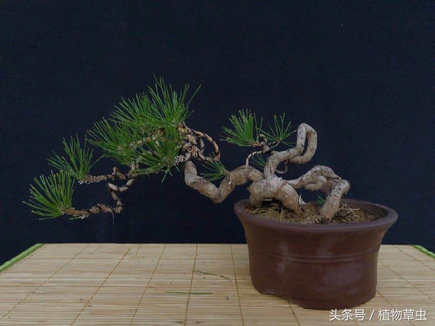 黑松盆景临水方法 (黑松临水盆景怎么养)