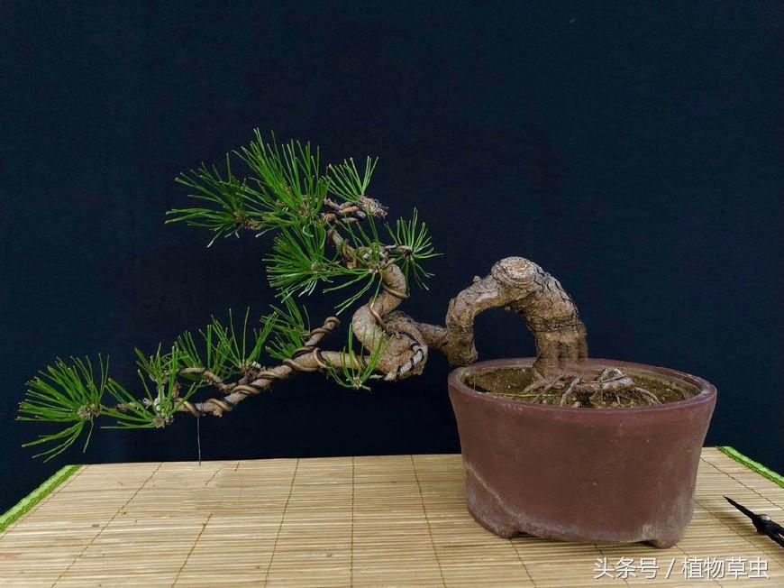 黑松盆景临水方法 (黑松临水盆景怎么养)