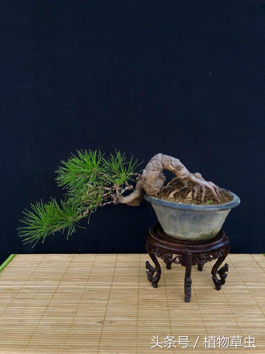 黑松盆景临水方法 (黑松临水盆景怎么养)