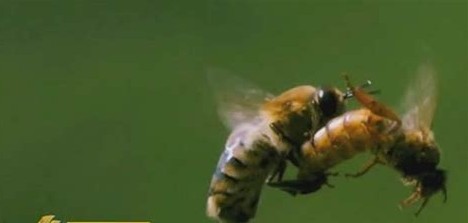 中蜂蜂卵育王过程,蜂王交尾后产大量雄蜂