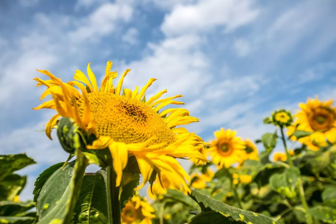 *疆新**人文地理丨*疆新**瓜果亚克西