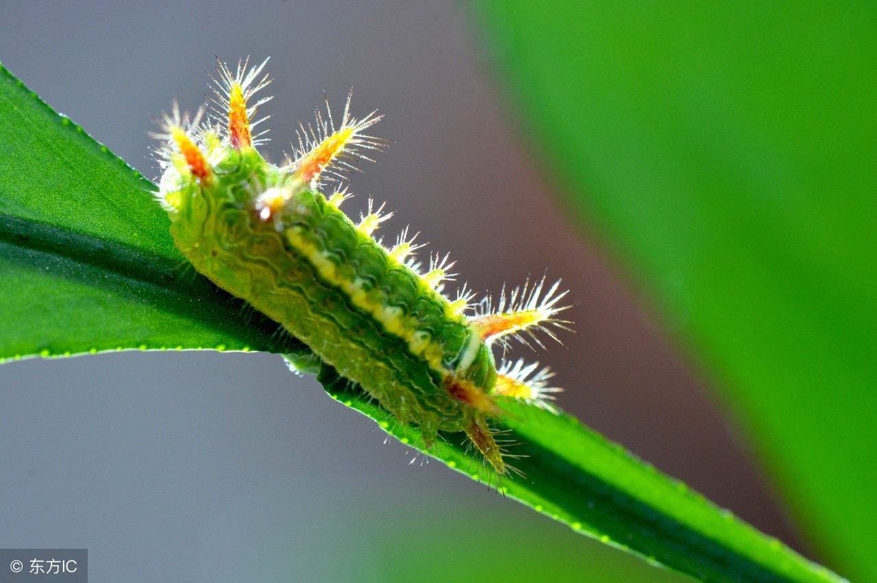 被洋辣子蛰了怎么治,被洋辣子蛰的快速解决办法