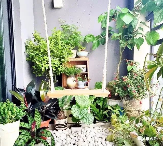 庭院风水植物讲究,庭院植物风水入门图片