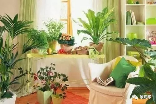 庭院风水植物讲究,庭院植物风水入门图片