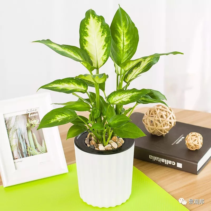 庭院风水植物讲究,庭院植物风水入门图片