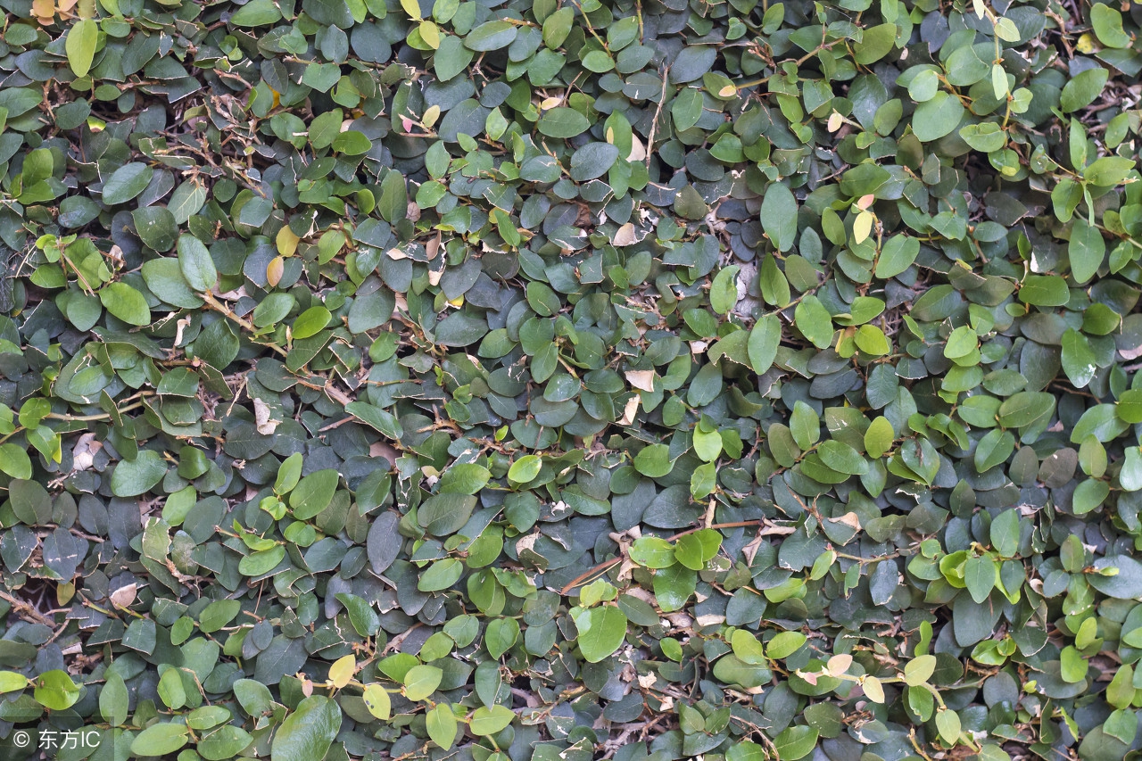 被洋辣子蛰了怎么治,被洋辣子蛰的快速解决办法