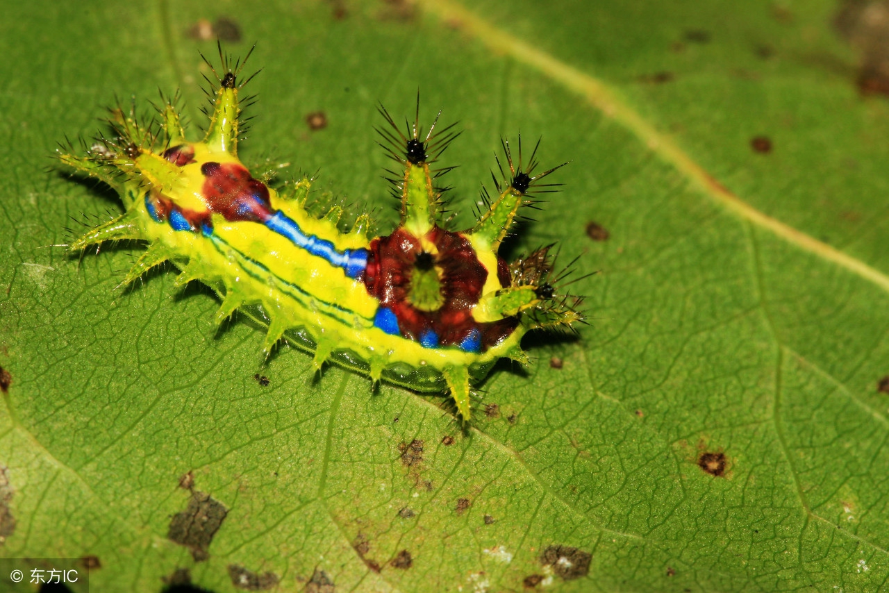 被洋辣子蛰了怎么治,被洋辣子蛰的快速解决办法