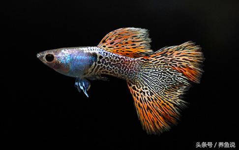 鱼缸换水前喂食还是换水后,鱼缸太脏放什么鱼清理