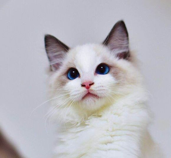 布偶猫最容易得的几个病,布偶猫常见的病症