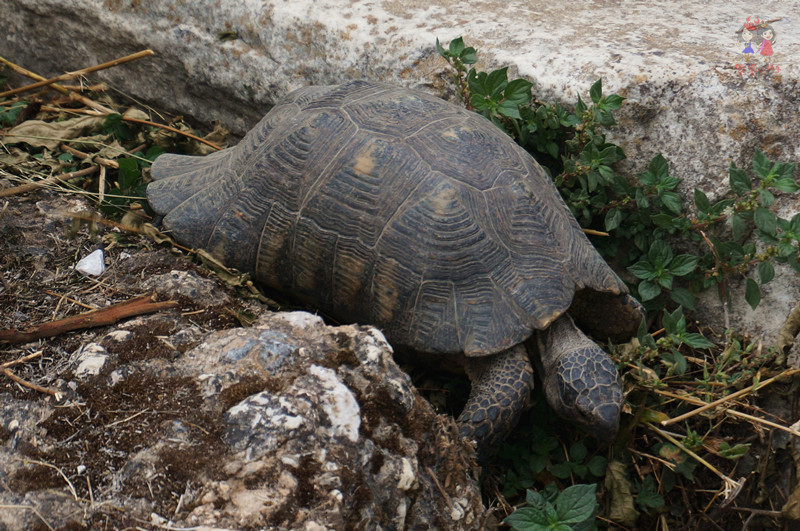 到处都是警察,希腊雅典哪里安全