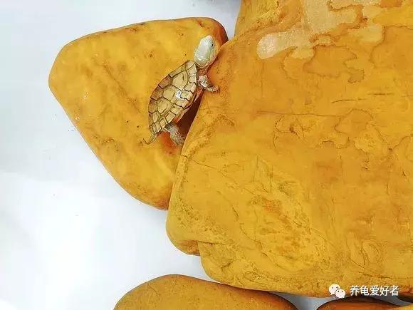 别让你的爱成为伤害,别让你的爱被当作借口