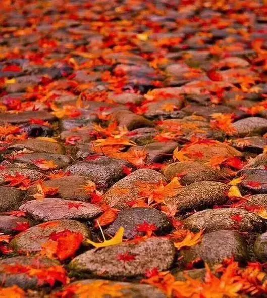 国内最撩人的20个金秋童话,国内最美的十大海滨城市