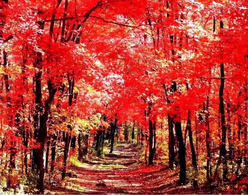 国内最撩人的20个金秋童话,国内最美的十大海滨城市