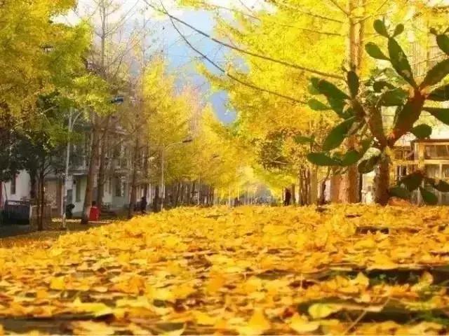 国内最撩人的20个金秋童话,国内最美的十大海滨城市