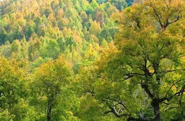 国内最撩人的20个金秋童话,国内最美的十大海滨城市