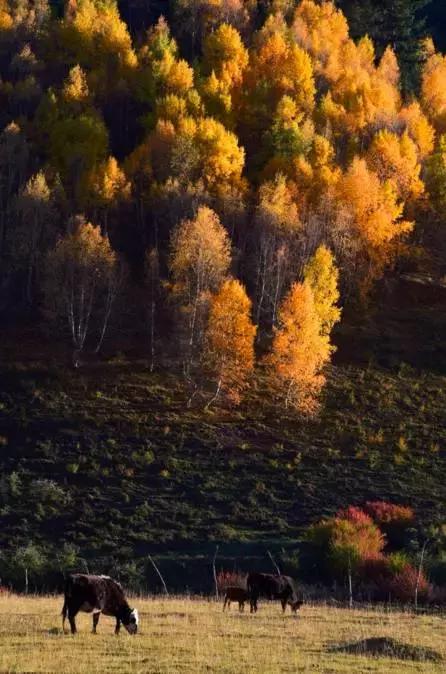 国内最撩人的20个金秋童话,国内最美的十大海滨城市