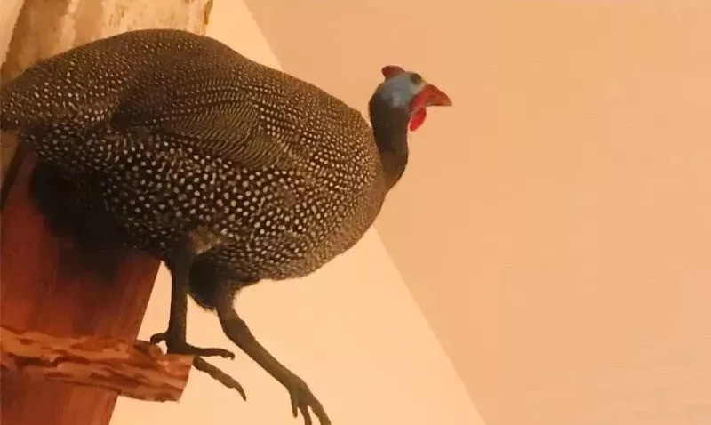 咖啡特饮系列,夏日咖啡特饮推荐