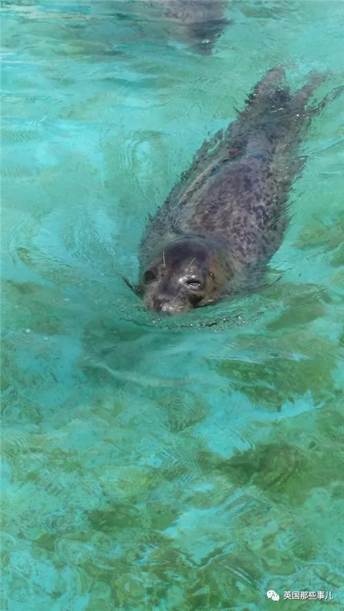 没有干劲的废柴海豹,只要心中有床,在哪里都可以豹睡个爽啊……